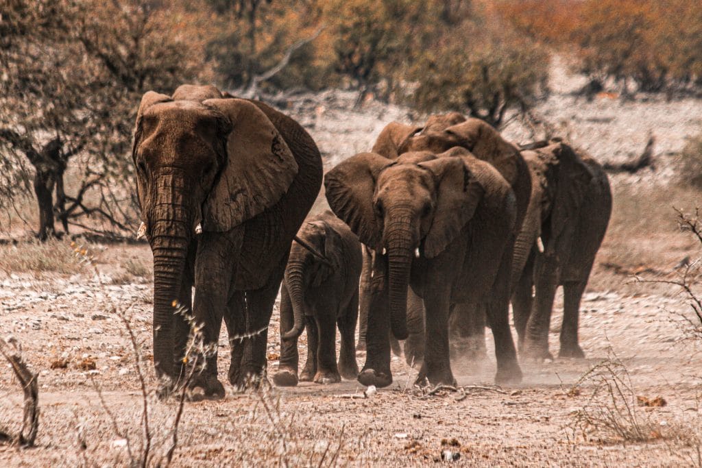 Etosha National Park, Namibia